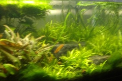 2012-07-05_17-21-34_599