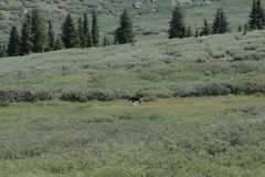 Moose_playing