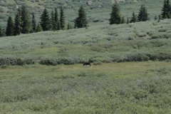Moose_playing2