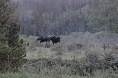 Prior_to_hiking_-_Moose