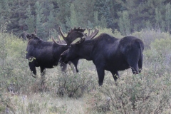 Prior_to_hiking_-_Moose2