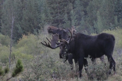 Prior_to_hiking_-_Moose3