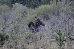 Prior_to_hiking_-_Moose4