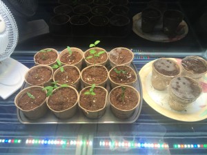 032515 - Garden seedlings